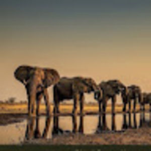 Meet your Posher, Besa